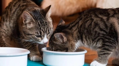 Ein voller Napf allein reicht nicht: Katzen brauchen eine ausgewogene Ernährung mit ausreichend tierischem Eiweiß und Flüssigkeit. (Foto: Franziska Gabbert/dpa-tmn)