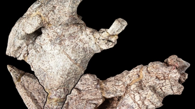 Das Bild zeigt die Vorderseite des Schädels und den Unterkiefer eines urzeitlichen Pflanzenfressers. (Foto: Jonathan Jackson, Hady George/University of Bristol/dpa)