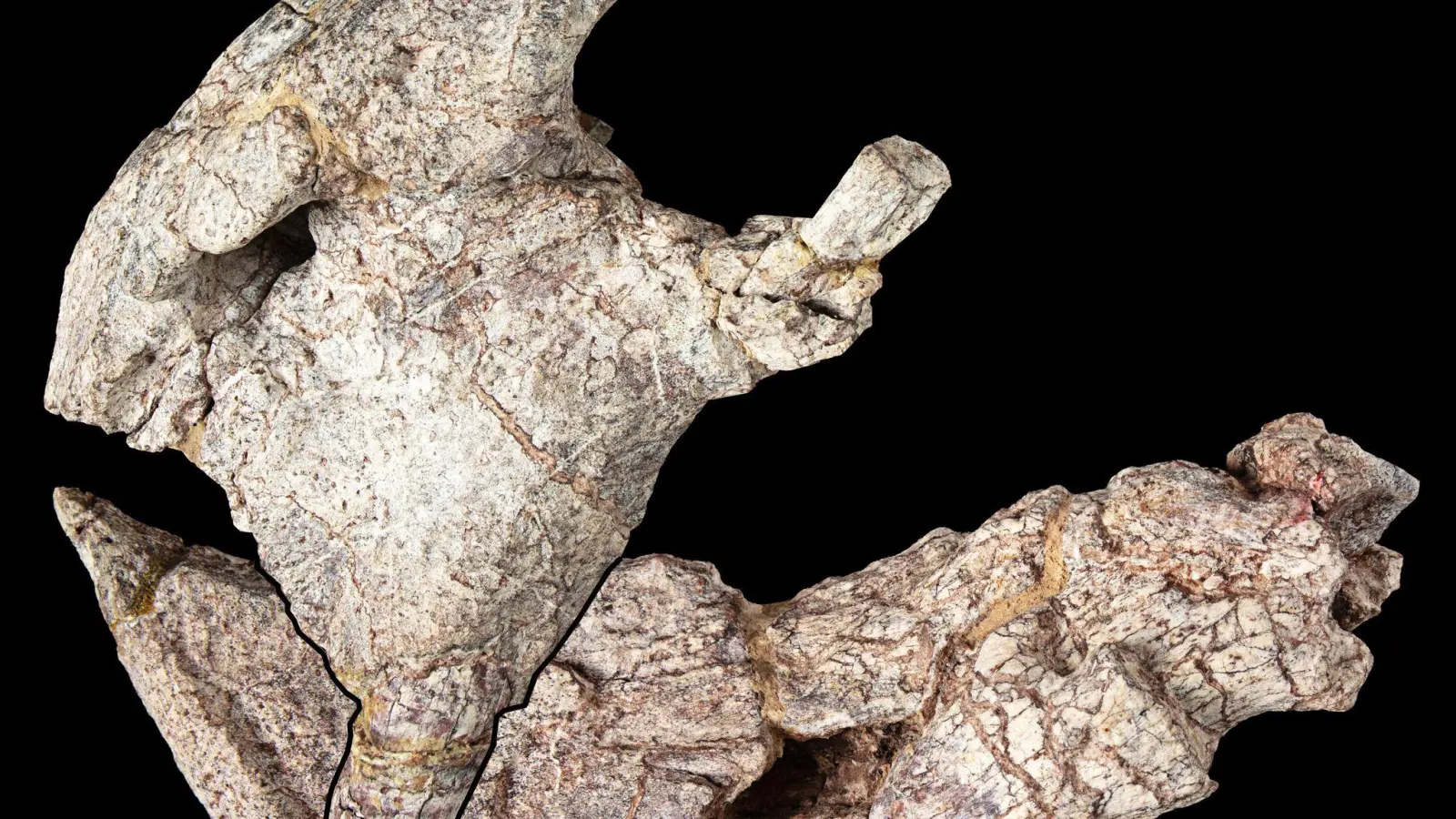 Das Bild zeigt die Vorderseite des Schädels und den Unterkiefer eines urzeitlichen Pflanzenfressers. (Foto: Jonathan Jackson, Hady George/University of Bristol/dpa)
