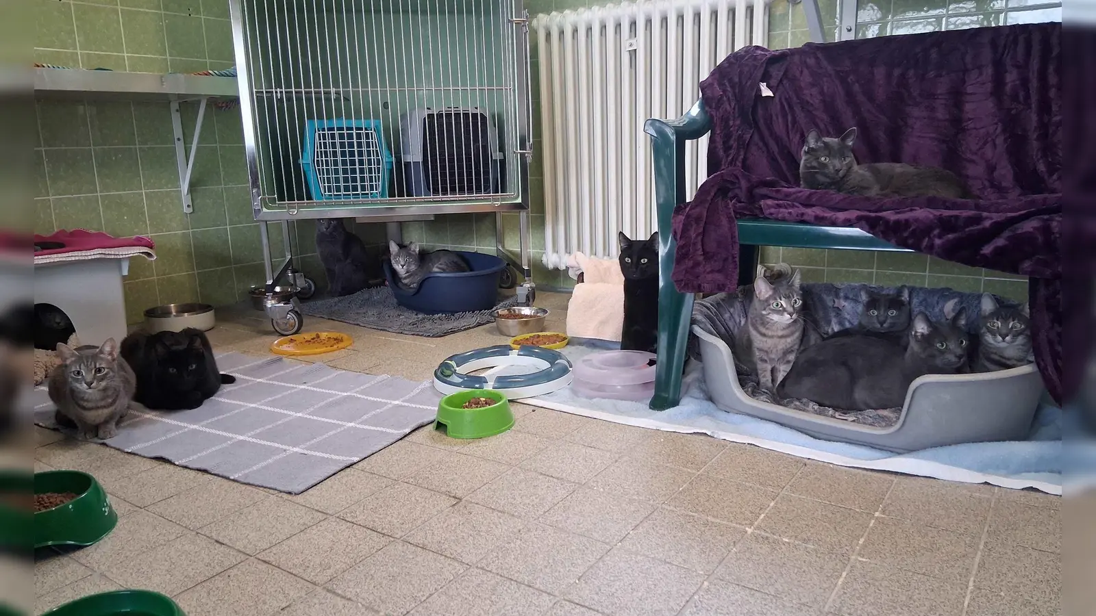 Einige der geretteten Katzen sitzen in einem Tierheim in München. (Foto: Tierschutzverein München/dpa)