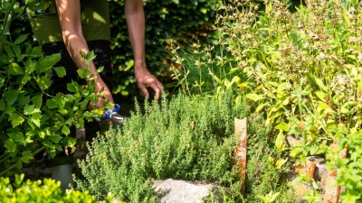Frische Kräuter aus dem Garten? Viele Arten lassen sich ganz einfach selbst anbauen. (Foto: Benjamin Nolte/dpa-tmn)