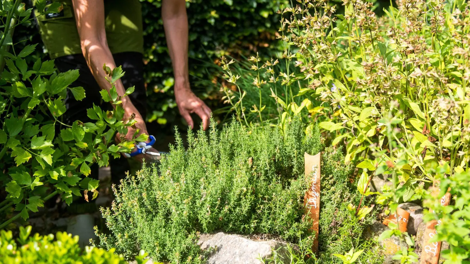 Frische Kräuter aus dem Garten? Viele Arten lassen sich ganz einfach selbst anbauen. (Foto: Benjamin Nolte/dpa-tmn)
