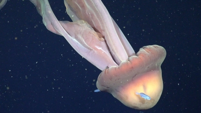 Die Tentakel der Qualle können bis zu zehn Meter lang werden.  (Foto: ROV SuBastian/Schmidt Ocean Institute/dpa)
