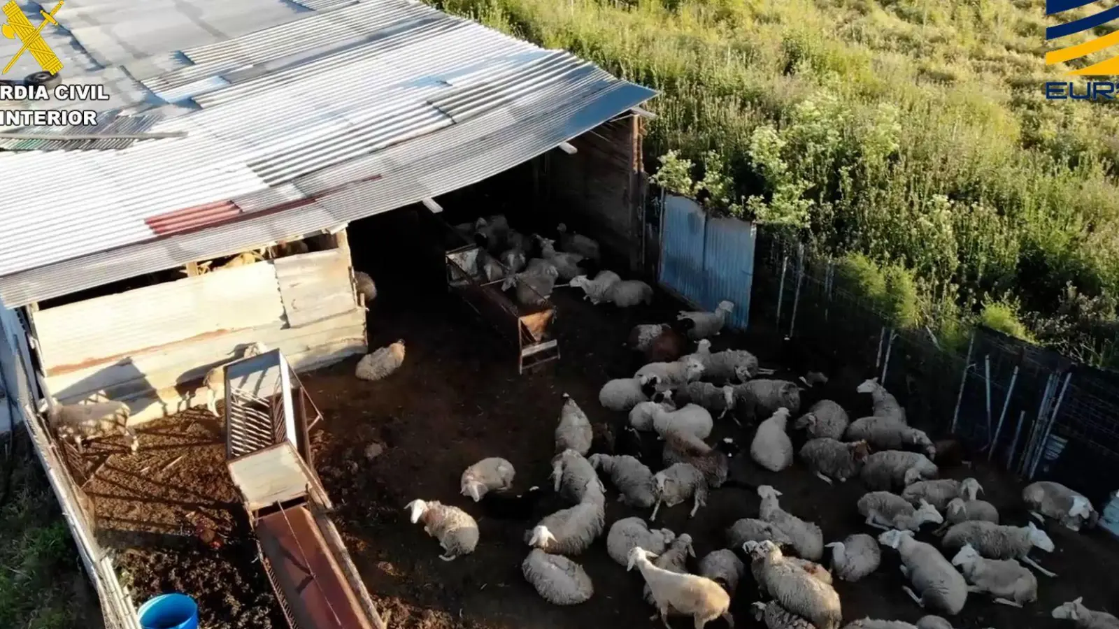 Auf dem von der spanischen&nbsp;Guardia Civil zur Verfügung gestellten Bild ist ein Schlachthof zu sehen, der Fleisch von zum Teil stark unterernährten und kranken Schafen und Ziegen illegal vertrieben haben soll. (Foto: ---/Guardia Civil de España/dpa)