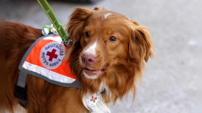 Hunde sind nicht nur treue Haustiere, sie können Menschen auch mit ihren Fähigkeiten helfen. (Foto: Johnsen/Löwe/Pieper/Schwensfeier)