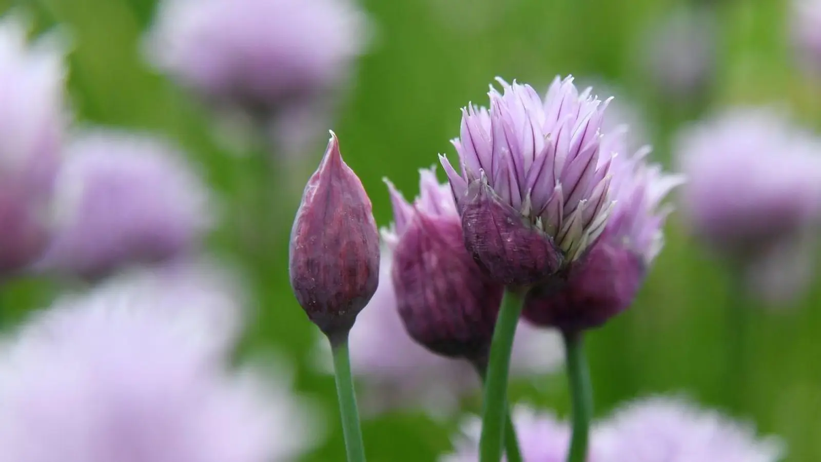 Schnittlauch-Blüten schmecken milder als die Halme und machen sich auch als Deko auf Gerichten gut. (Foto: Andrea Warnecke/dpa-tmn/dpa)