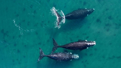 Delegierte aus 88 Ländern beraten in Lima über den Schutz der Wale. (Foto: Maxi Jonas/dpa)