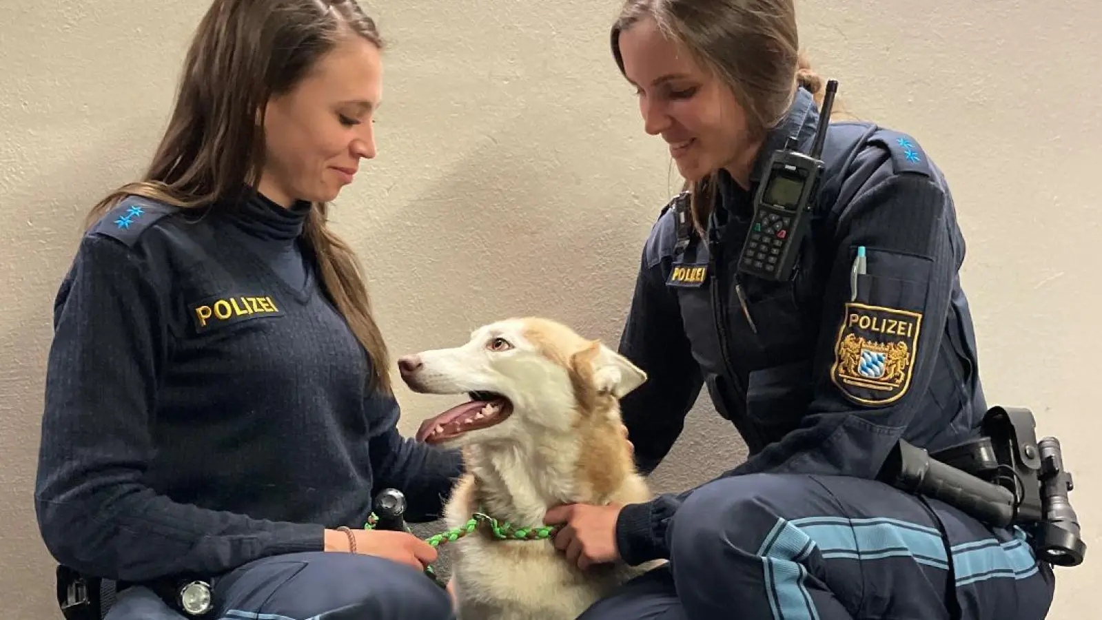 Polizeihund auf Zeit: Kurz war das Gastspiel dieses Huskys in der Polizeiinspektion Ansbach. (Foto: Polizei)