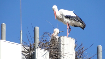 Zwischen den Mobilfunk-Antennen eines Sendemastes an der Rothenburger Straße hat dieses Storchpaar seine Kinderstube gebaut. (Foto: Winfried Vennemann)