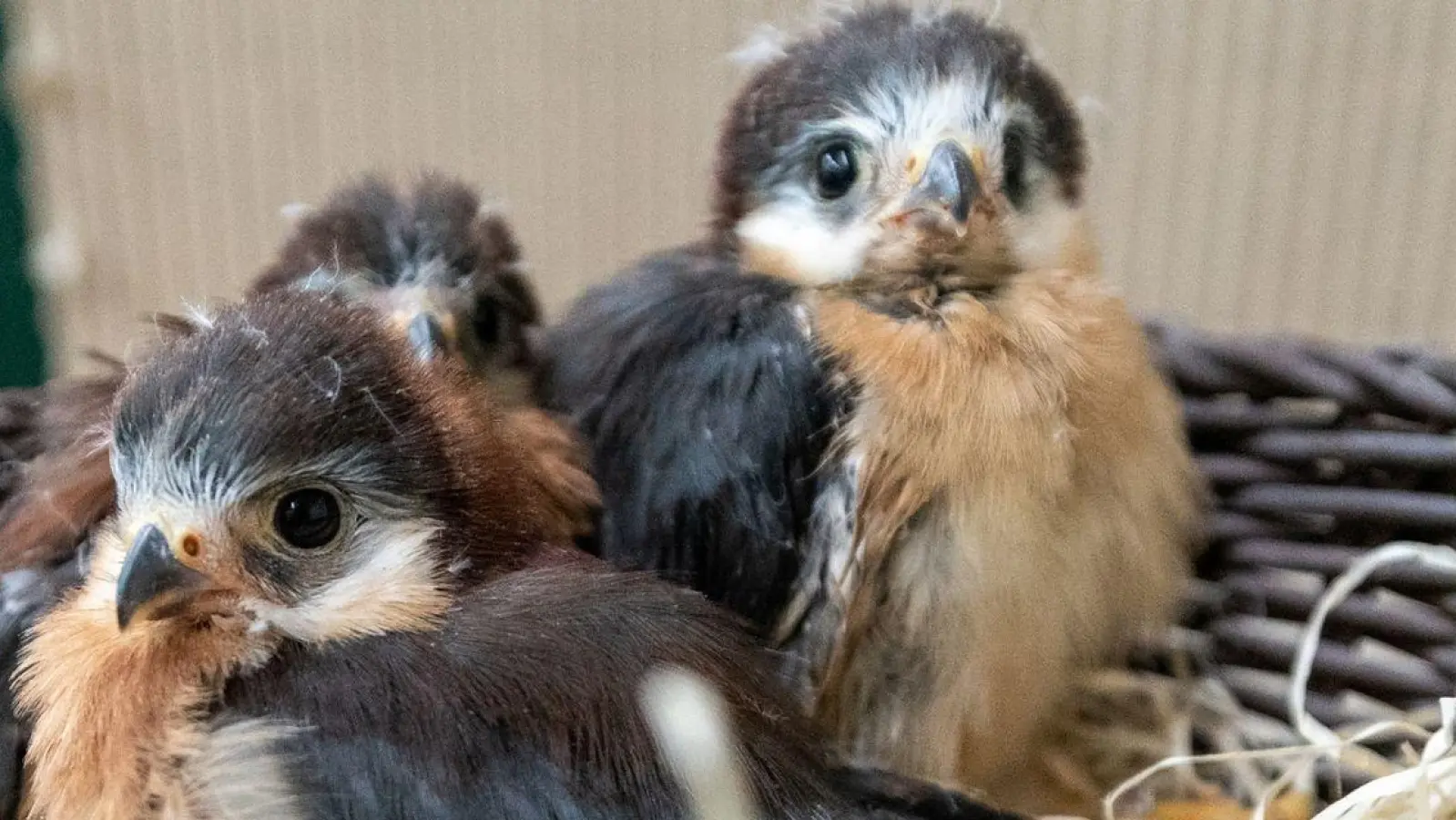 Jungvögel müssen das Fliegen und die Futtersuche erst erlernen. Dabei wirken sie hilflos, sind es aber nicht. (Foto: Philipp Schulze/dpa/dpa-tmn)