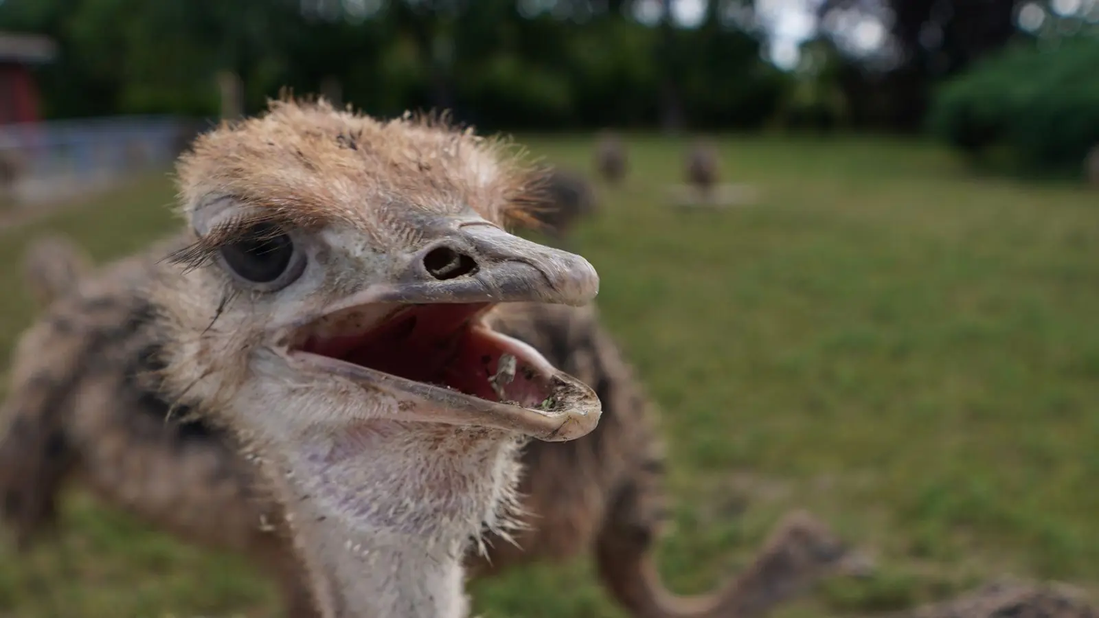 Die Strauße blieben bei dem Vorfall unverletzt. (Symbolbild) (Foto: Marcus Brandt/dpa)