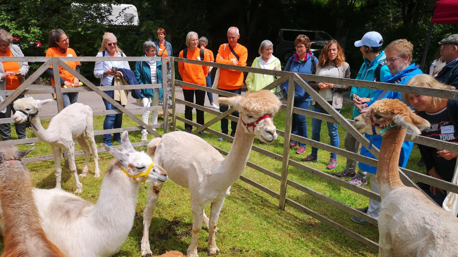 Die positive Wirkung von Alpakas auf die seelische Verfassung von Menschen kann auch bei der Begleitung Schwerkranker helfen. Beim Hospiztag war der Wettringer Alpakahof mit einigen Tieren vor Ort. (Foto: Jürgen Binder)