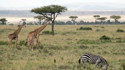 Flugzeuge und Zebras können sich im Nationalpark gefährlich nah kommen.  (Foto: picture alliance / Gioia Forster/dpa)