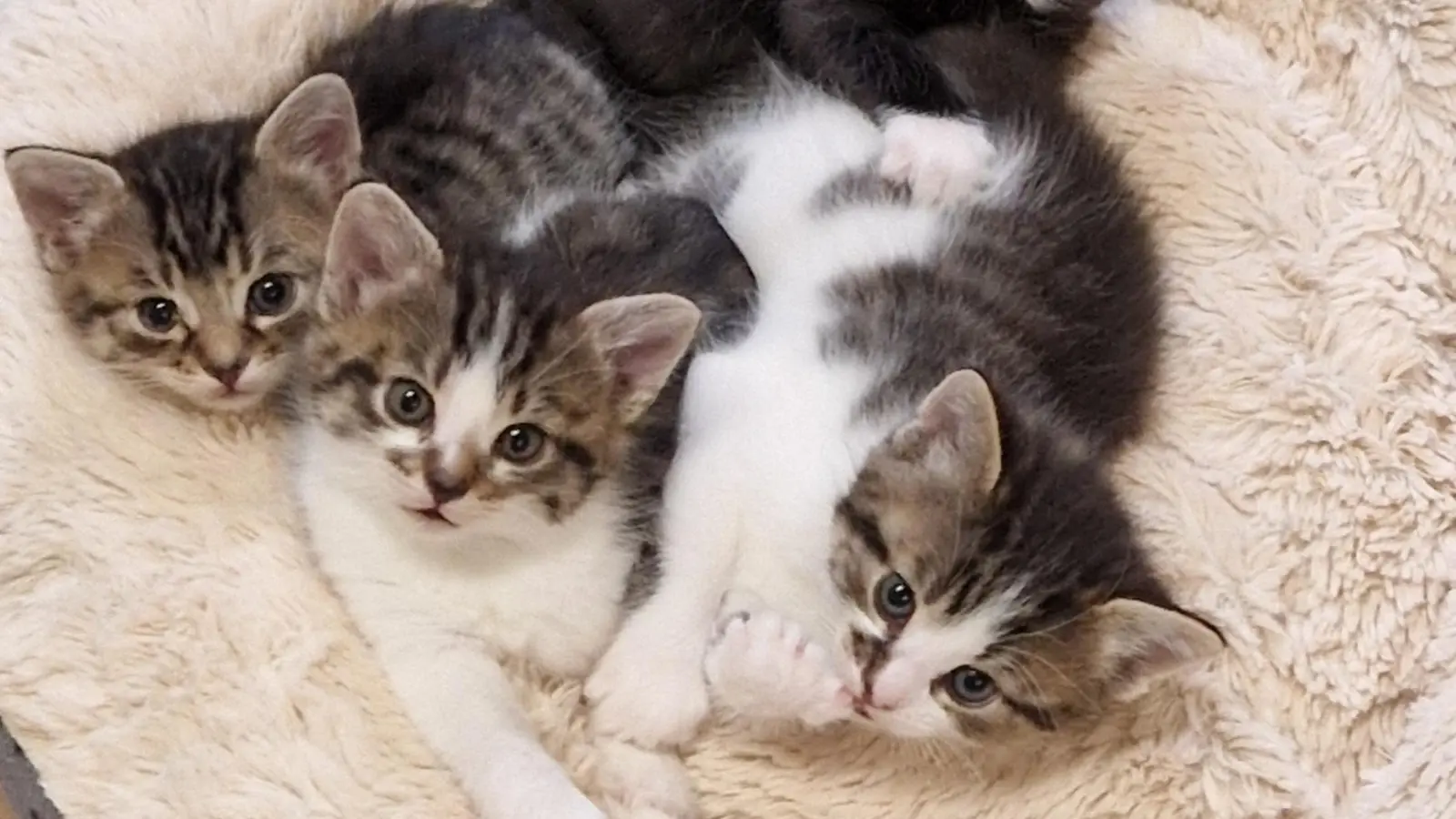 Die Vermittlung von Katzenbabys und Katzen gestaltete sich für die Verantwortlichen des Tierschutzvereins Feuchtwangen und Umgebung 2024 schwieriger als in den Vorjahren.  (Foto: Tierschutzverein Feuchtwangen/Kathrin Bauer)