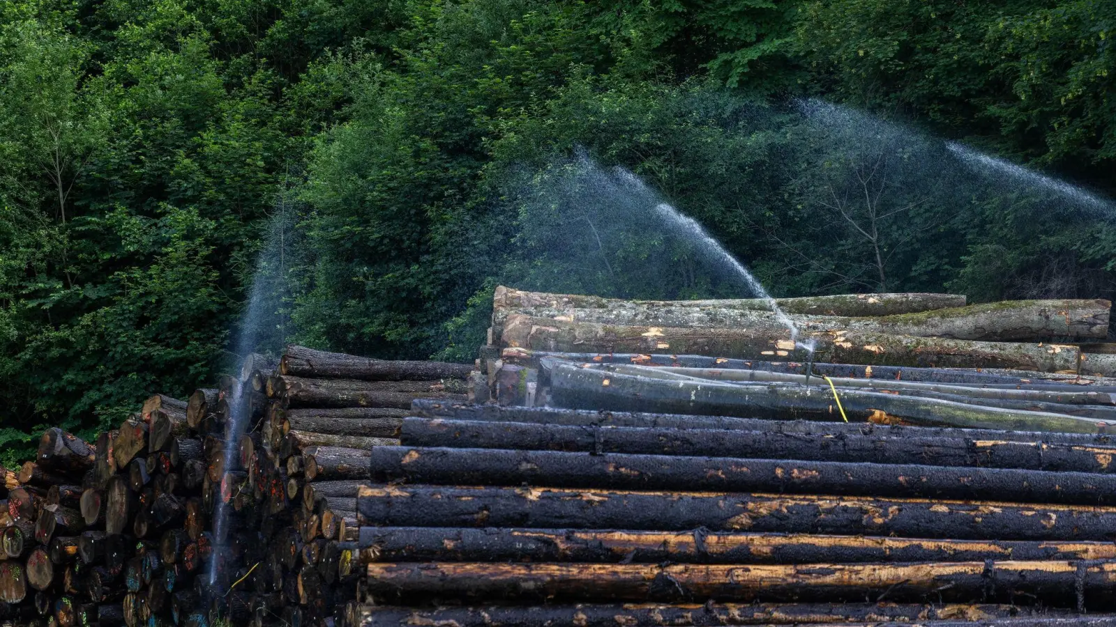 Baumstämme werden bewässert, um die Ausbreitung des Borkenkäfers zu verhindern. (Foto: Philipp von Ditfurth/dpa)