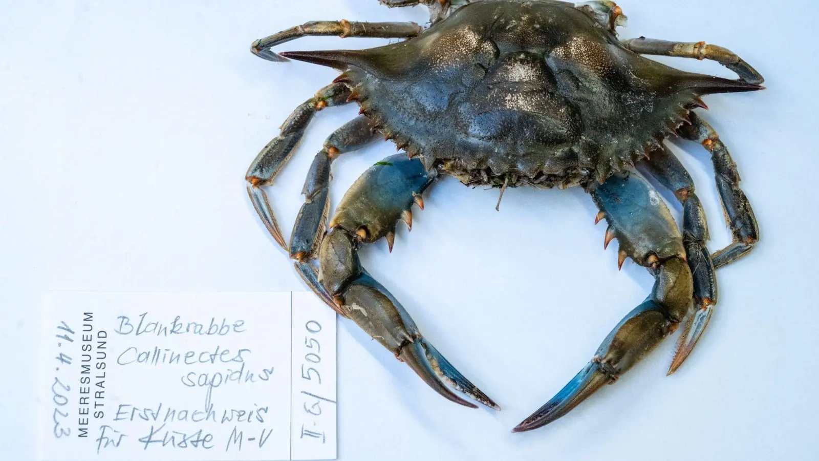 Blick auf eine Blaukrabbe in der Sammlung des Deutschen Meeresmuseums, die im April 2023 am Strand des Ostseebades Ahlbeck gefunden wurde. (Foto: Stefan Sauer/dpa)