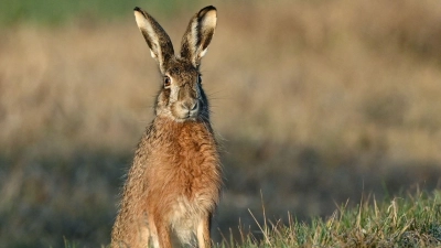 Im Laufe der Zeit entstand die Figur des eierbringende Osterhasen. (Foto: Patrick Pleul/dpa-Zentralbild/dpa)