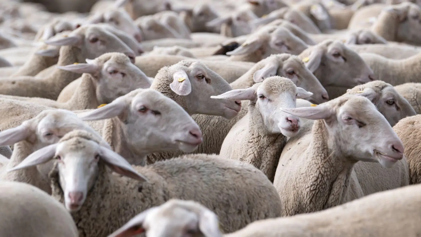 Die toten Tiere weisen Bisswunden auf. (Symbolbild) (Foto: Sven Hoppe/dpa)
