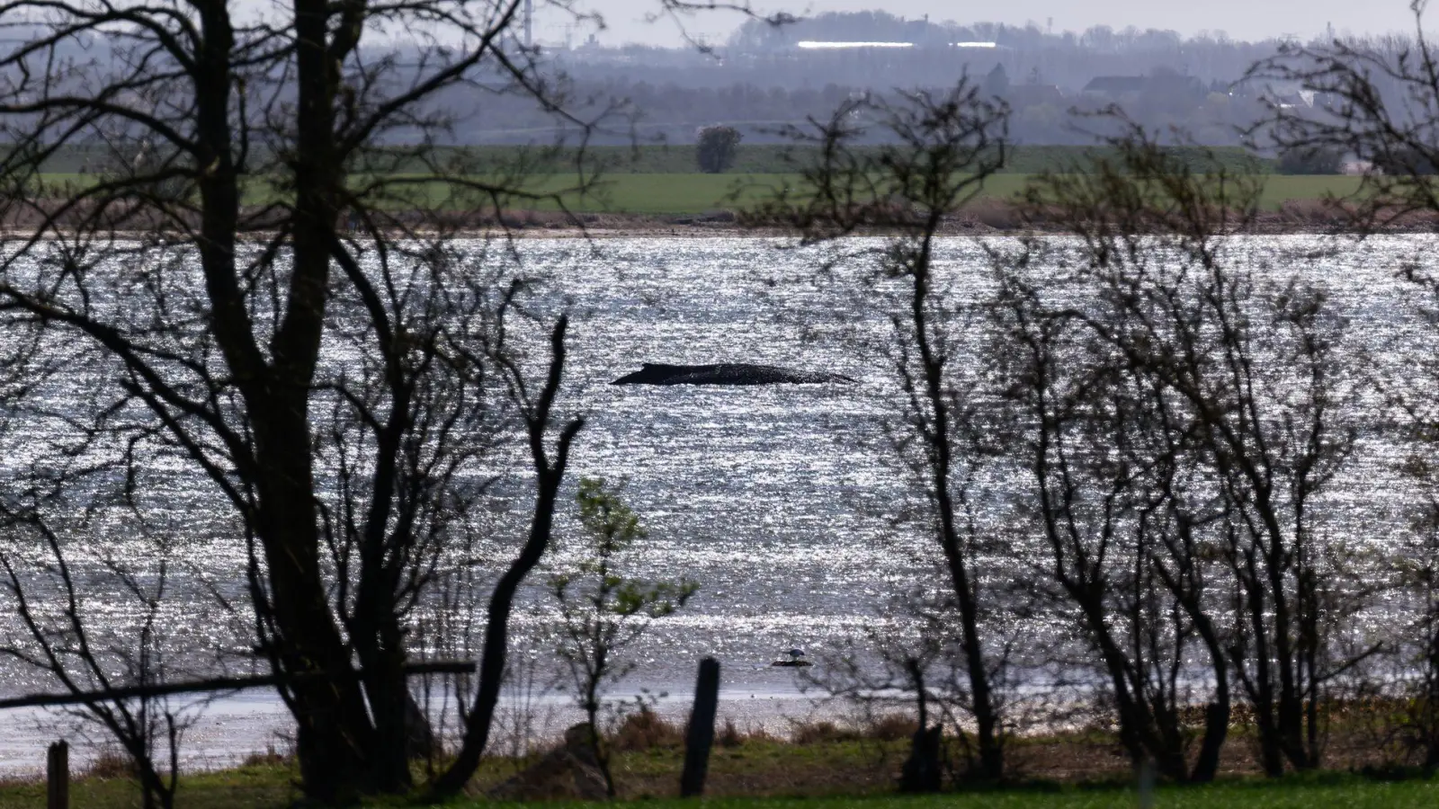 Jetzt soll auch die Wasserqualität geprüft werden. (Foto: Marcus Golejewski/dpa)