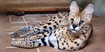 Ein Serval in seinem Gehege: Das Raubtier- und Exotenasyl kümmert sich um Tiere, die aus nicht artgerechter Haltung entnommen wurden.  (Foto: Exotenasyl/Michael Zickwolf)