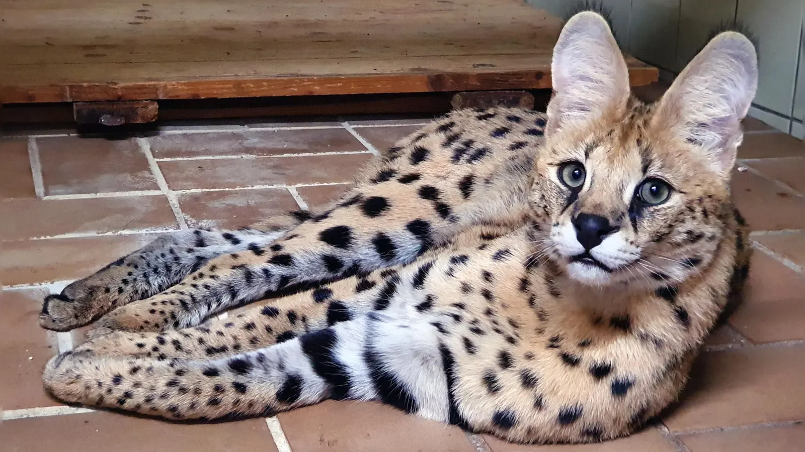 Ein Serval in seinem Gehege: Das Raubtier- und Exotenasyl kümmert sich um Tiere, die aus nicht artgerechter Haltung entnommen wurden.  (Foto: Exotenasyl/Michael Zickwolf)