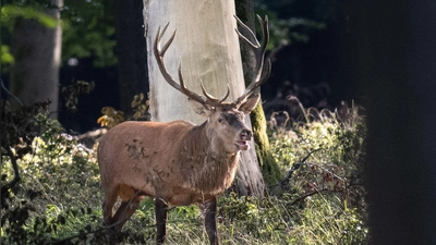 In der Brunftzeit legen Rothirsche lange Strecken zurück, um Partnerinnen zu finden. (Archivbild) (Foto: Boris Roessler/dpa)