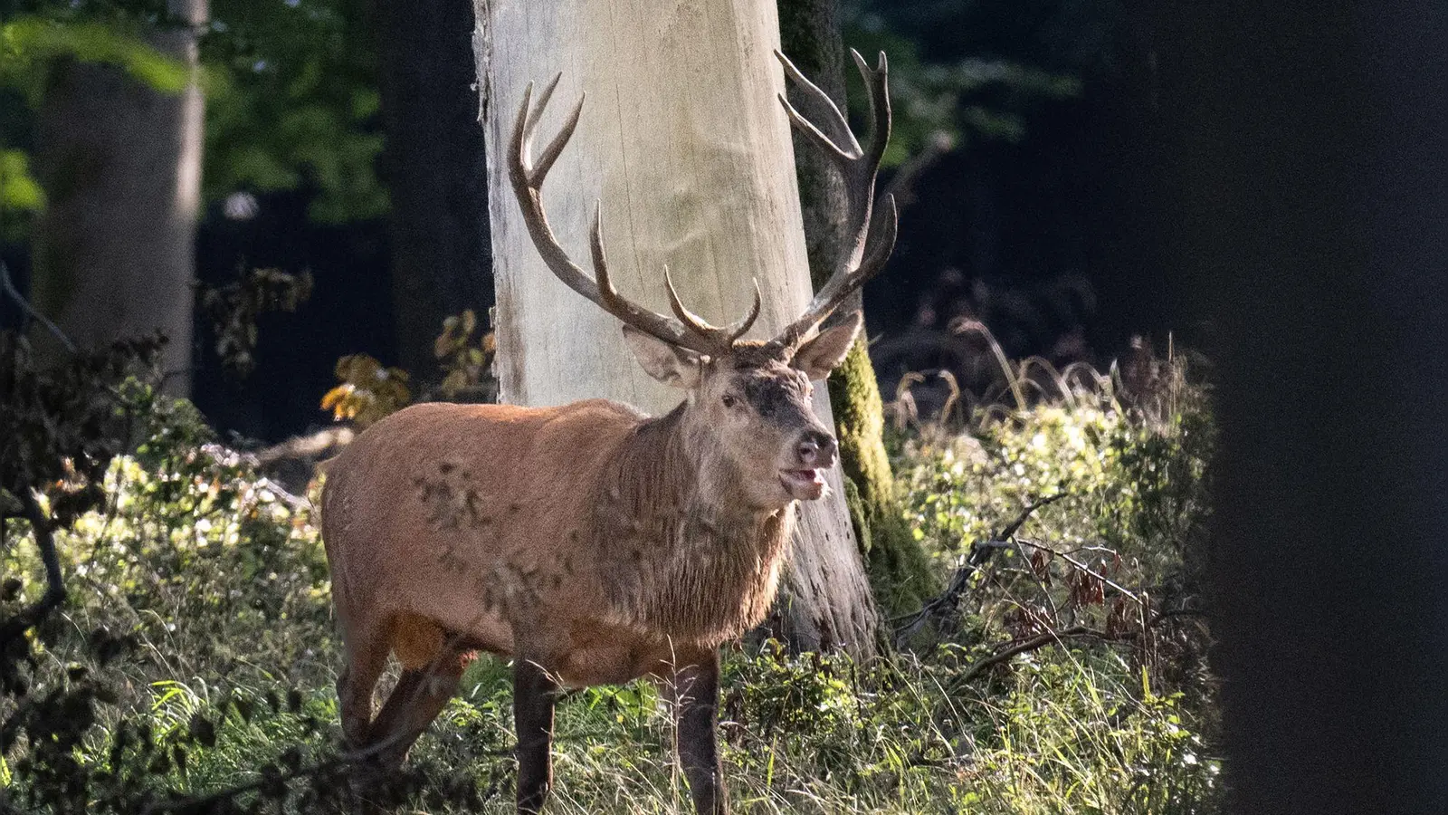 In der Brunftzeit legen Rothirsche lange Strecken zurück, um Partnerinnen zu finden. (Archivbild) (Foto: Boris Roessler/dpa)