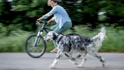 Mehr als Gassigehen: Radfahren bietet Hunden eine Möglichkeit, sich auszupowern. (Foto: Frank Rumpenhorst/dpa-tmn)