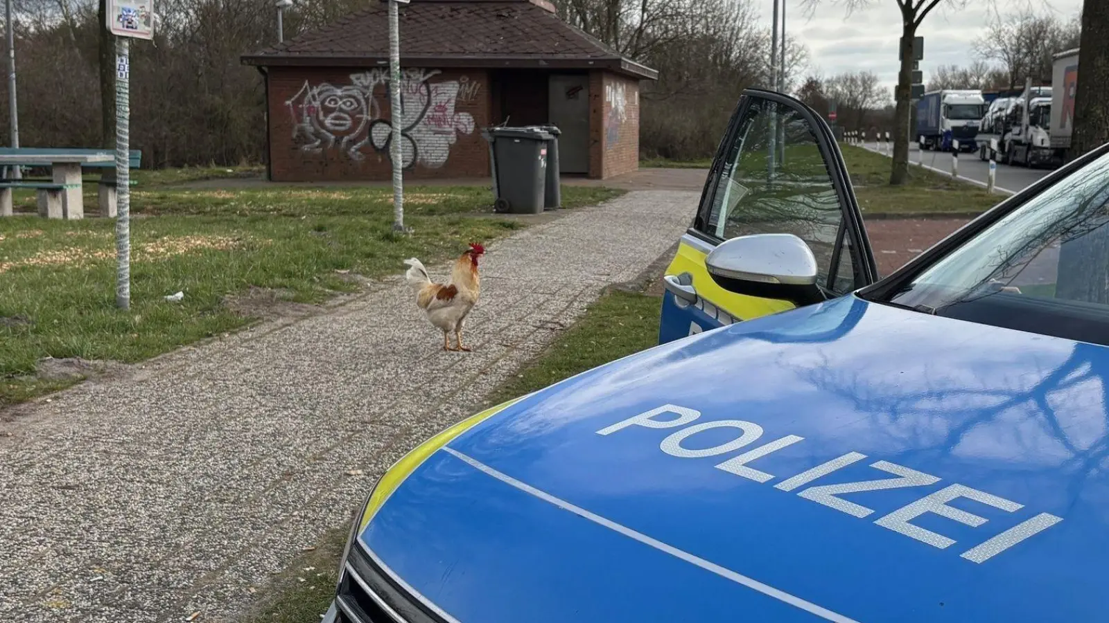 Hahn Hermann wurde von privaten Tierrettern eingefangen. (Archivbild) (Foto: -/Polizei Leer/Emden/dpa)