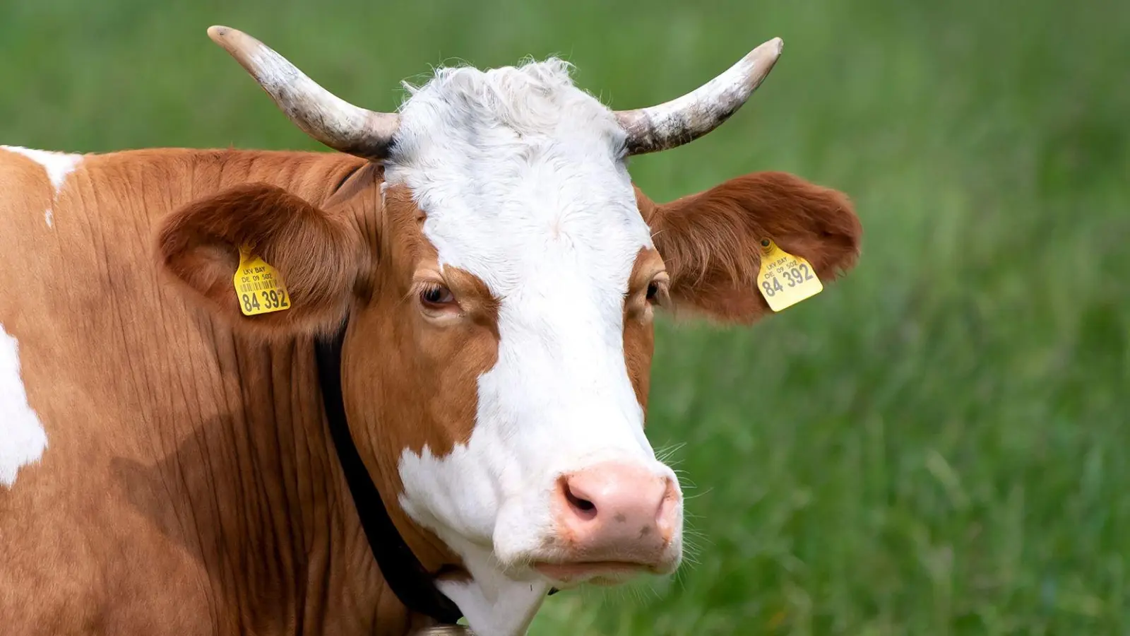 Eine trächtige Kuh ist einem Landwirt aus Hohenau entlaufen. (Symbolbild: Sven Hoppe/dpa)