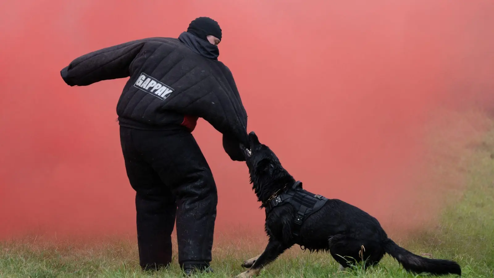 Die Spezialeinheiten der Polizei üben viel mit Hunden, die für manche Situationen die ideale Lösung sein können.  (Foto: Sebastian Kahnert/dpa)