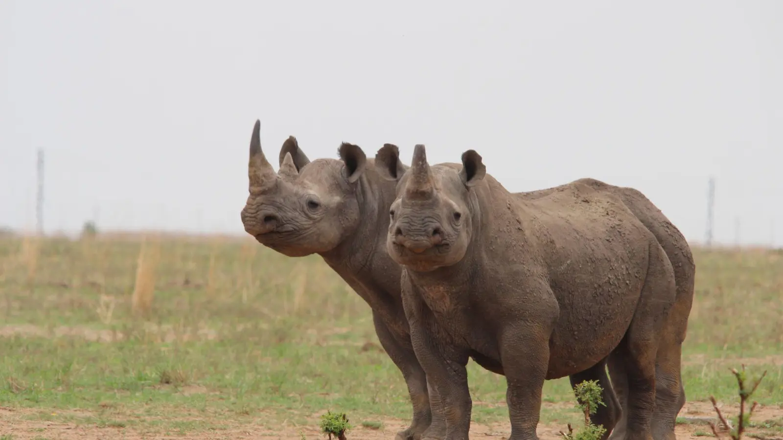 Breitmaulnashörner auf der privaten Nashornaufzucht von J. Hume in Südafrika. Der südafrikanische Eigentümer des größten Nashornzuchtprojekts der Welt will seine Farm weitergeben. (Foto: Jürgen Bätz/dpa)