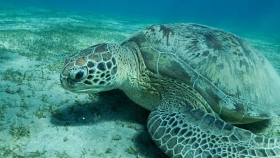 Eine Grüne Meeresschildkröte (Chelonia mydas) schwimmt im Roten Meer. Meeresschildkröten gehören zu den wandernden Tierarten. (Foto: Andrey Nekrasov/Zuma Press/dpa)