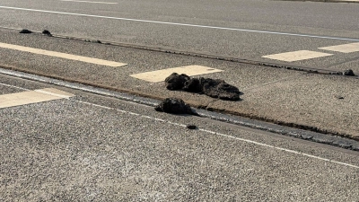 Die Hitze hat den Straßenbelag der VAG zufolge an manchen Stellen so weich werden lassen, dass die Straßenbahnen nicht mehr sicher fahren können.  (Foto: Irena Güttel/dpa)