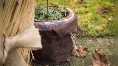 Dick eingepackt für die kalten Nächte: Mit isolierendem Material können Topfpflanzen auch im Herbst noch draußen stehen bleiben. (Foto: Christin Klose/dpa Themendienst/dpa-tmn)