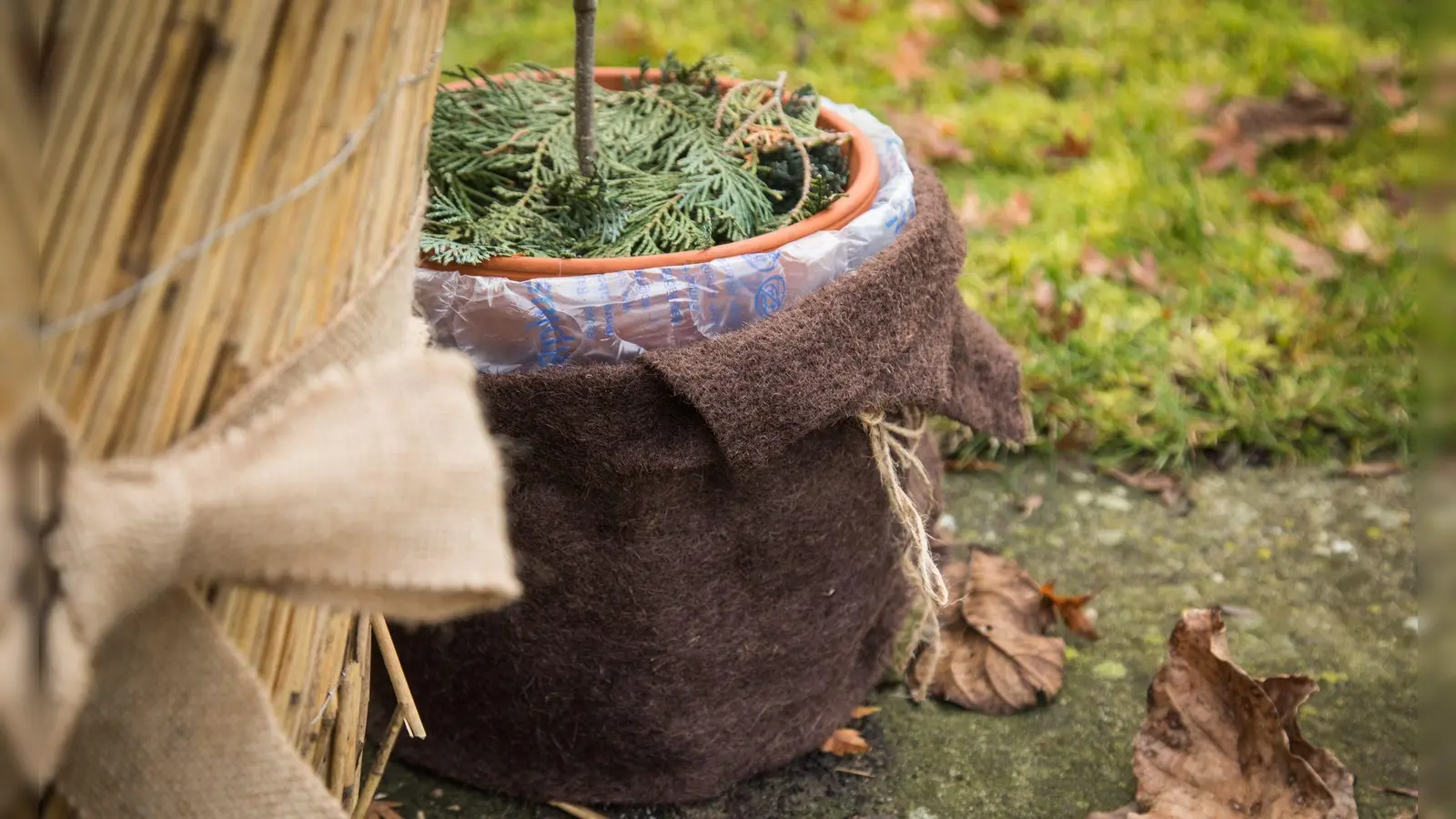 Dick eingepackt für die kalten Nächte: Mit isolierendem Material können Topfpflanzen auch im Herbst noch draußen stehen bleiben. (Foto: Christin Klose/dpa Themendienst/dpa-tmn)