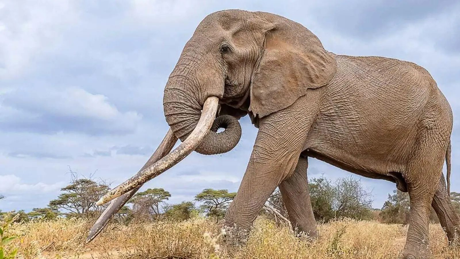 Craigs Stoßzähne waren über weite Entfernungen in den Savannen und Feuchtgebieten sichtbar. (Archivbild) (Foto: -/Kenya Wildlife Service/dpa)