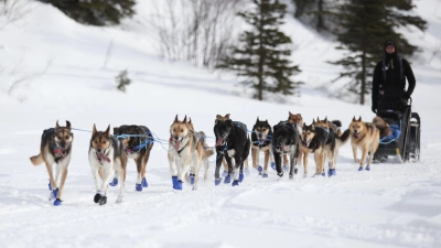 Wegen Schneemangels in Alaska wird die Iditarod-Rennroute in diesem Jahr geändert. (Archivbild)  (Foto: Christy Prosser/ZUMA Press Wire/dpa)