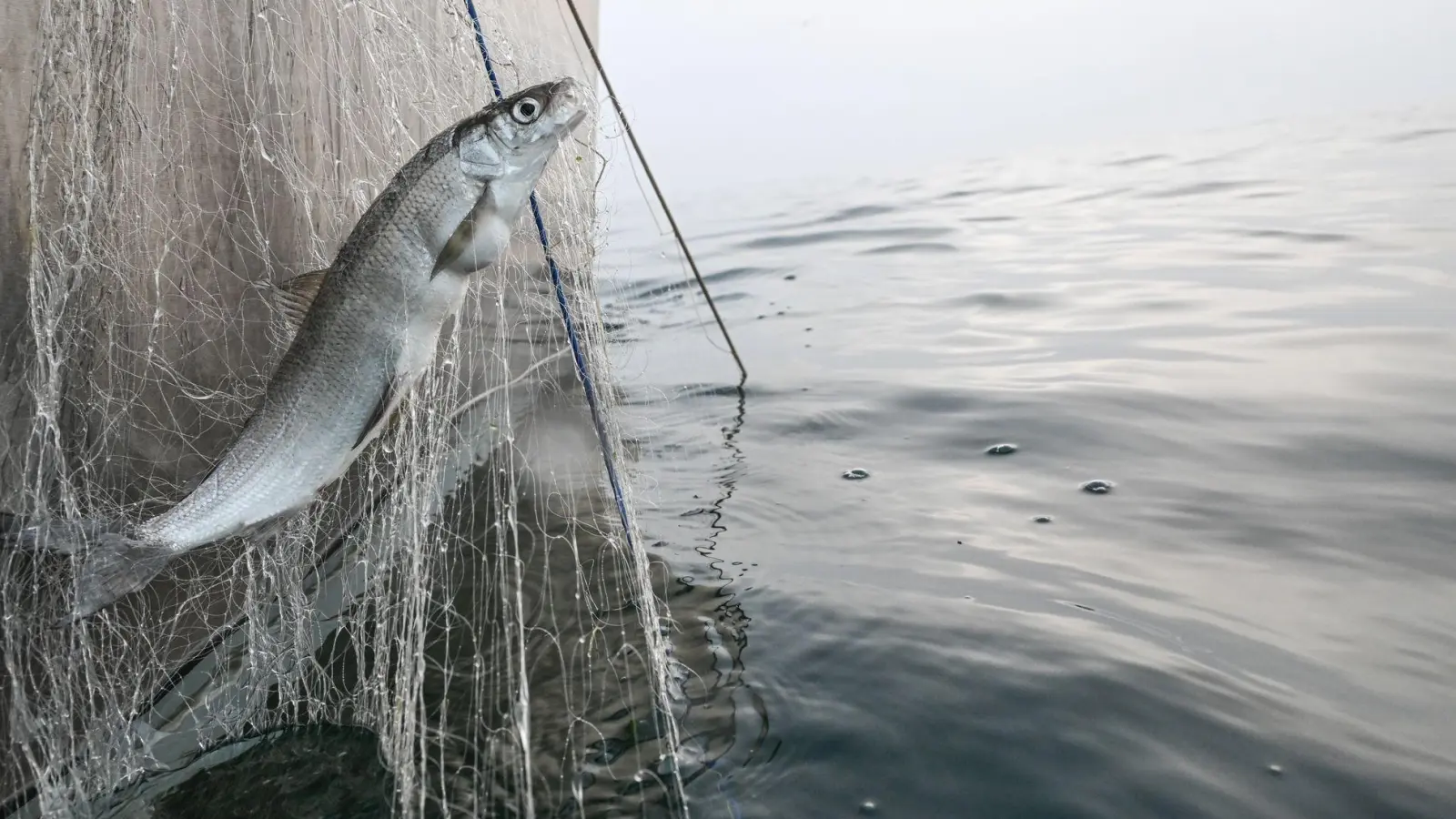 Berufsfischer fahren in den kommenden beiden Wochen an wenigen Tagen auf den See, um laichbereite Fische zu fangen. (Archivbild) (Foto: Felix Kästle/dpa)