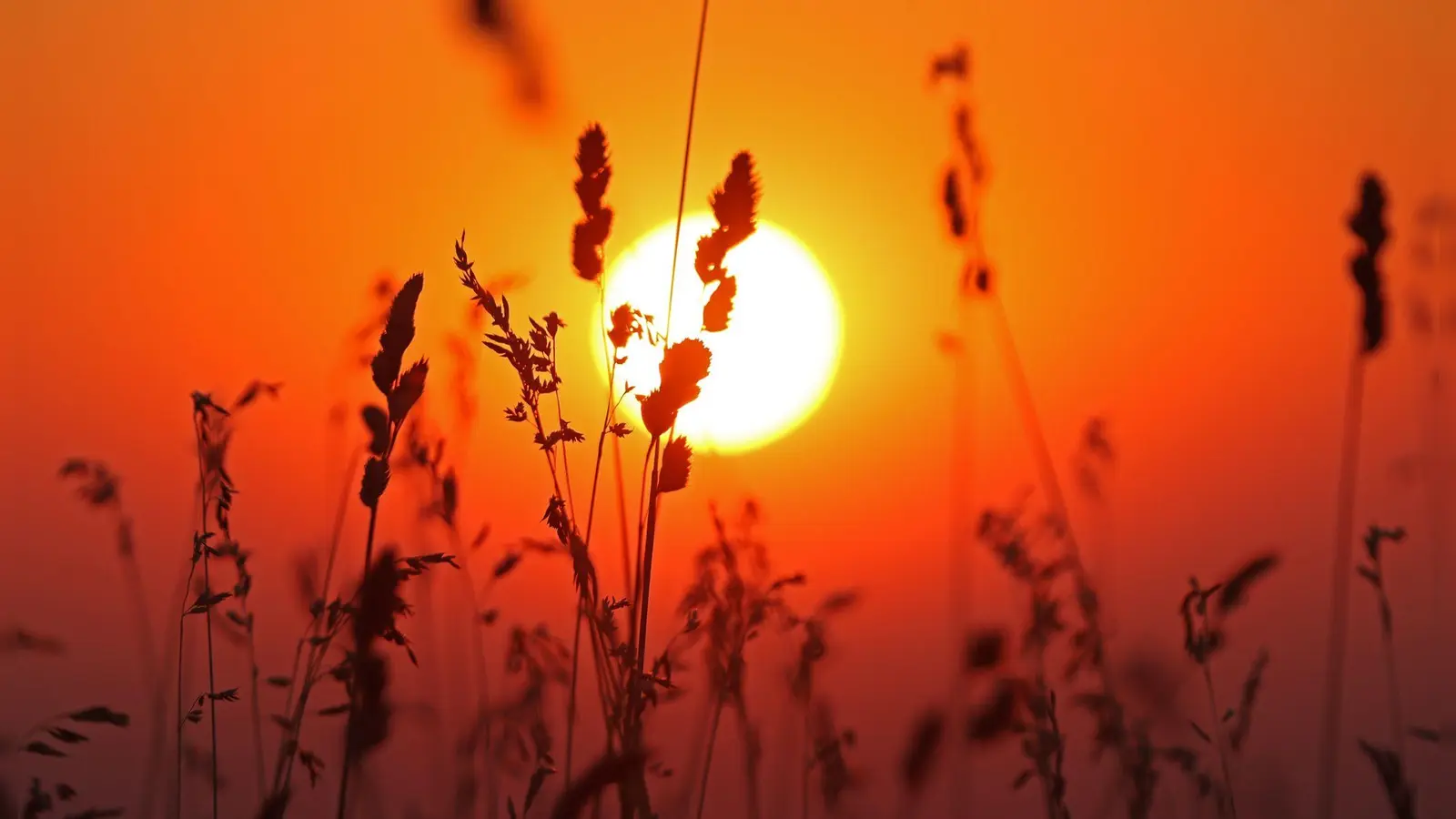 Insgesamt wurden im Juli im Schnitt rund 272 Sonnenstunden gemessen (Foto: Matthias Bein/dpa)