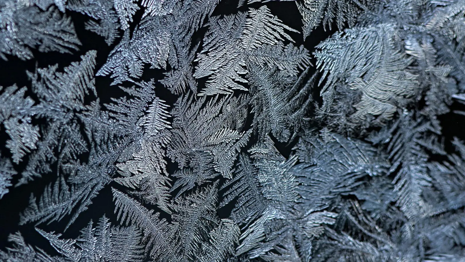 Häufig sehen Eisblumen wie Farnblätter aus. (Archivbild) (Foto: Patrick Pleul/dpa-Zentralbild/dpa)