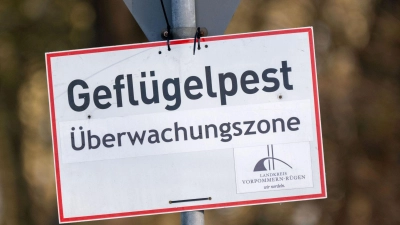 Nach Vogelgrippe-Ausbrüchen in zwei Geflügelhaltungen in Vorpommern mussten rund 150.000 Tiere gekeult werden. (Archivbild) (Foto: Stefan Sauer/dpa)