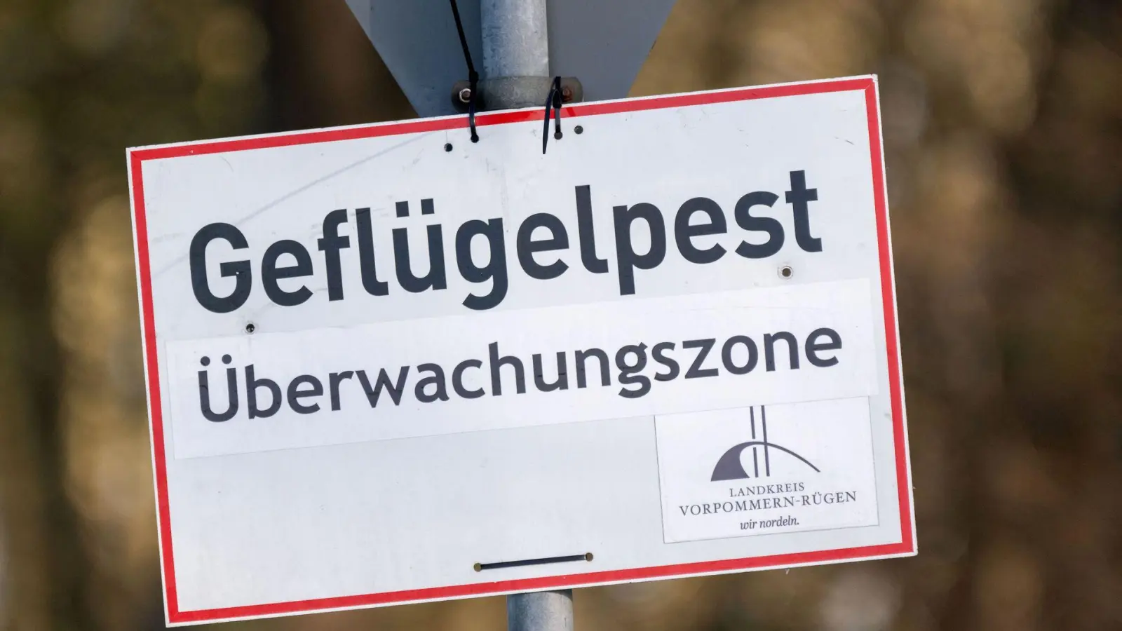 Nach Vogelgrippe-Ausbrüchen in zwei Geflügelhaltungen in Vorpommern mussten rund 150.000 Tiere gekeult werden. (Archivbild) (Foto: Stefan Sauer/dpa)