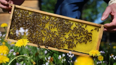 Ein Imker hat nach einem Bienenstich einen anaphylaktischen Schock erlitten. (Symbolbild) (Foto: Karl-Josef Hildenbrand/dpa)