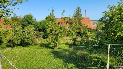 Die Grundstücke entlang der Siedlerstraße bieten viel freien Raum, um hier nachzuverdichten. Das liegt daran, dass sie in den 1950er Jahren großzügig angelegt worden waren, damit Obst und Gemüse zur Selbstversorgung angebaut werden konnten. (Foto: Nina Daebel)