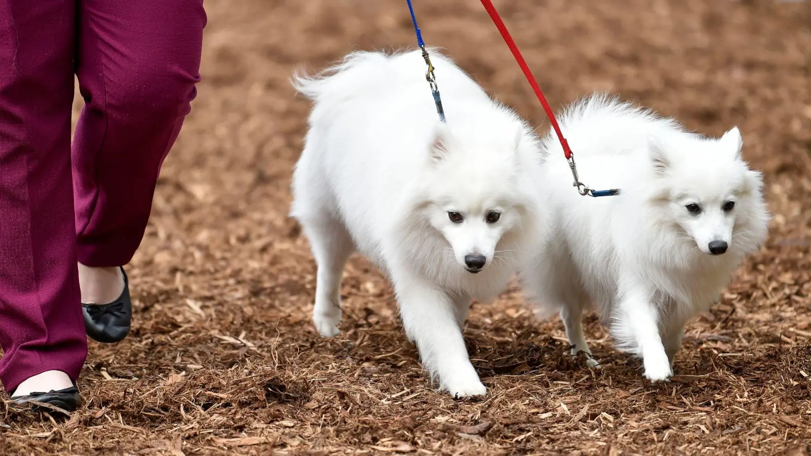 Wer als Hobby Hunde züchtet, verdient damit auch Geld. Ab einer bestimmten Grenze kann Umsatzsteuer fällig werden. (Foto: Kirsten Neumann/dpa-tmn)