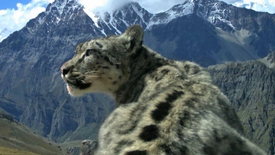 Nach Angaben der Umweltstiftung WWF gibt es noch rund 4200 bis 6400 Schneeleoparden, die im Hochgebirge Zentralasiens und des Himalayas in Freiheit leben. (Foto: Madhu Chetri/dpa)