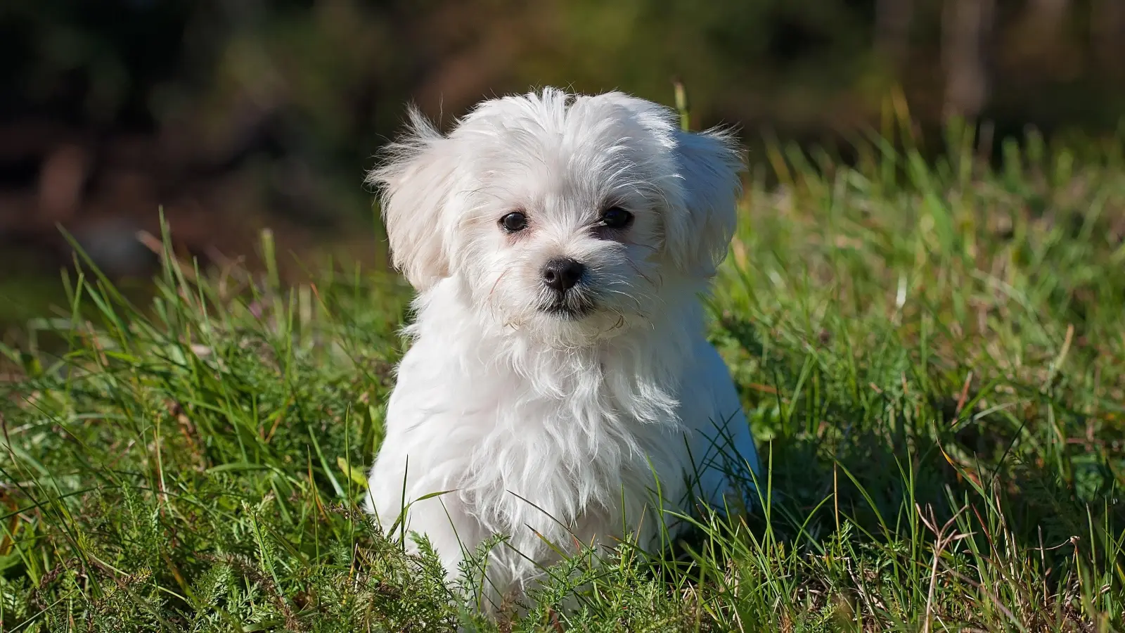 Wohin mit dem Hund, wenn die Mitnahme in den Urlaub keine Option ist? (Foto: Pixabay)