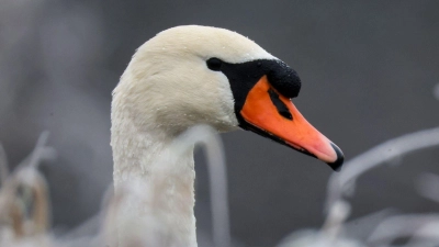 Das Tier war verletzt. (Symbolbild) (Foto: Thomas Warnack/dpa)