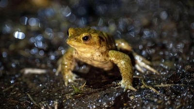 Das mildere Wetter animiert vielerorts in Bayern Frösche und Kröten zu ihren alljährlichen Wanderungen. (Archivbild)  (Foto: Pia Bayer/dpa)